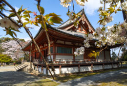 Japan_Sakura_2025 (59/79)